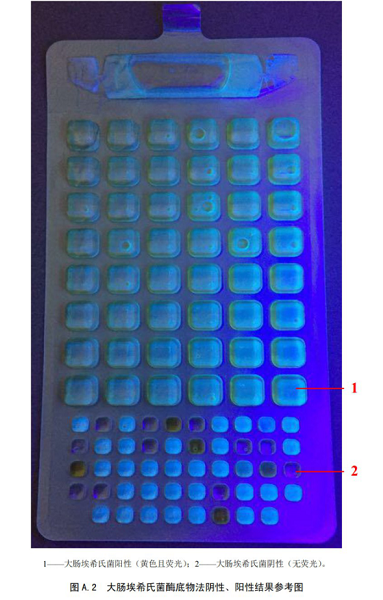 大腸埃希氏菌酶底物法陰性、陽性結果參考圖